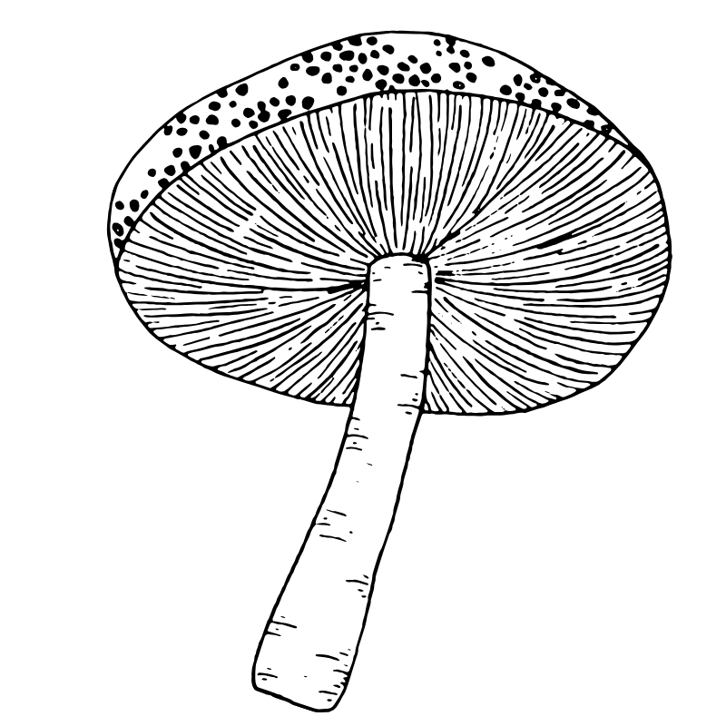 hongos para etiquetas (2)